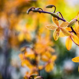 Fleurs étoilées d'un orange vif sur Patrick Kilb