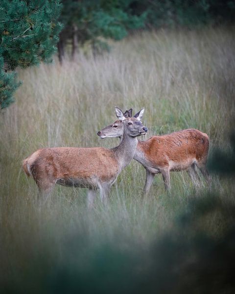 Rotwild auf der Veluwe von Tom Zwerver