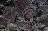 Capricorn in the Swiss Alps
