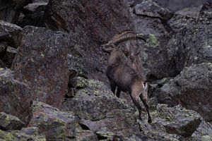 Steenbok in de Zwitserse Alpen van Luc Hoogenstein