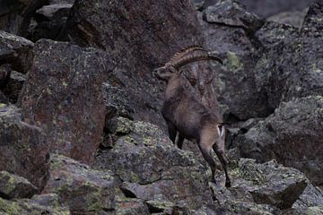 Steinbock in den Schweizer Alpen von Luc Hoogenstein