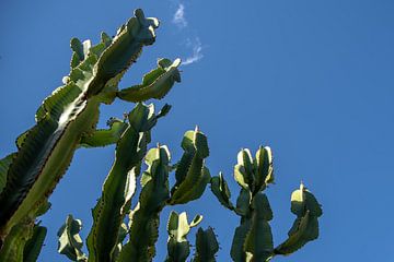 Cactussen in de Elqui Vallei van Thomas Riess