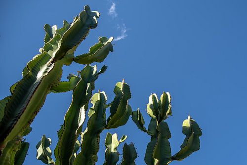 Cactus dans la vallée de l'Elqui
