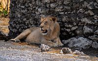 Lioness in Namibia, Africa by Patrick Groß thumbnail