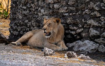 Löwin in Namibia, Afrika von Patrick Groß