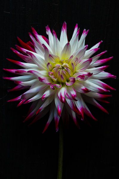 De dahlia van Niek Traas