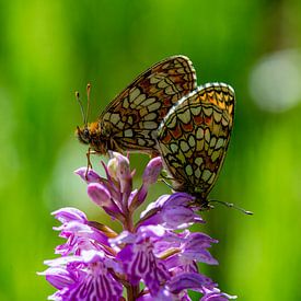 Papillons de nacre sur une orchidée tachetée sur Abe Maaijen