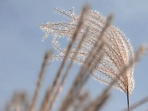 Schilf vor blauem Himmel