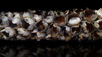 stilleven van een gedroogde cacaotak van Hans Vos Fotografie