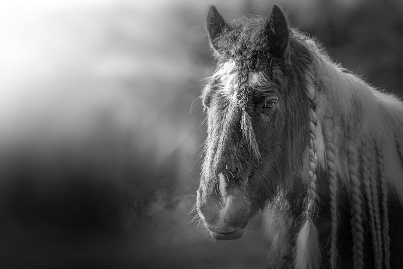 Portrait de cheval par Lisa Dumon