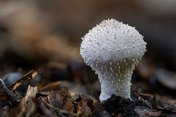 Een stekelzwam, de stoere rakker van de herfst.