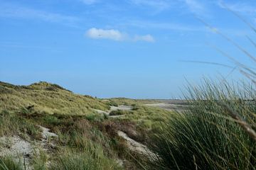 Dunes along the North Sea beach
