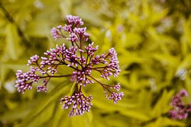 Close-up van een Paarse Bloem in Knop