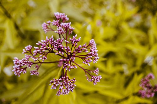 Close-up van een Paarse Bloem in Knop