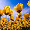 Un champ plein de tulipes jaunes sur Stedom Fotografie