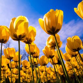 Een veld vol gele tulpen van Stedom Fotografie