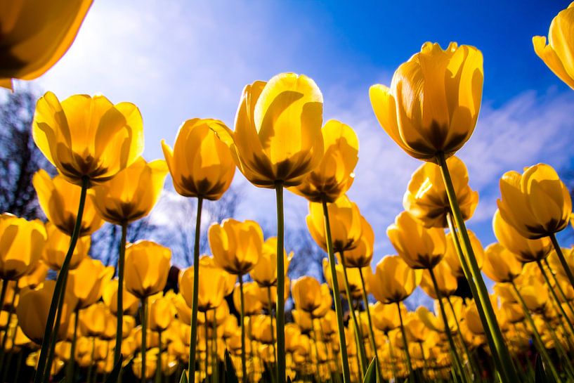 Ein Feld voller gelber Tulpen. von Stedom Fotografie