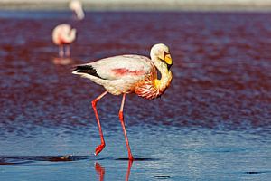 Die Flamingos der Laguna Colorada