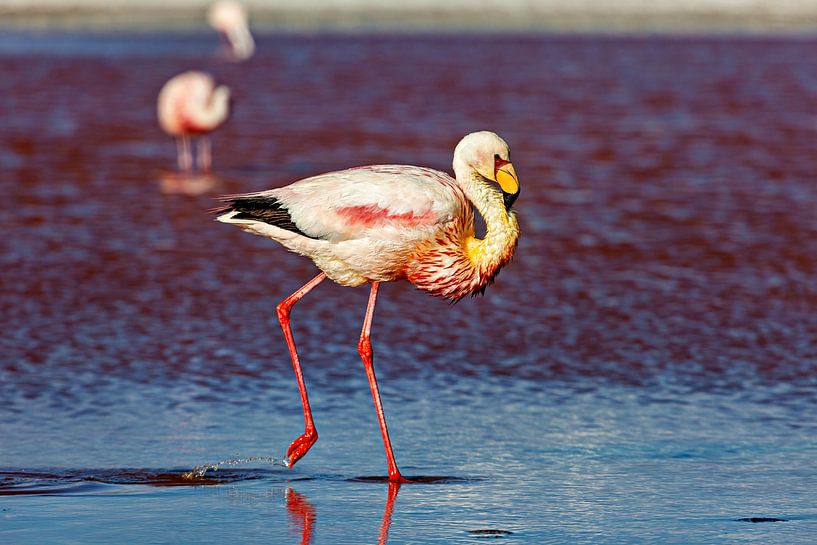The flamingos of Laguna Colorada by Roland Brack