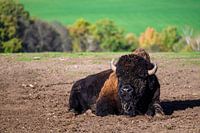 A look at a bison in the middle of Germany