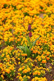 Tulips in sea of flowers by Leo Schindzielorz