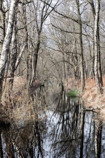 Wo Wasser auf Wald trifft von Nicole Schmidt
