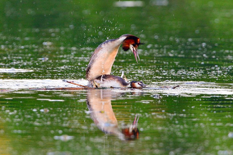 Geoorde fuut van Karin Jähne