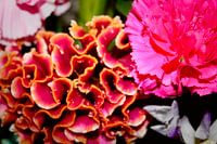 Nelke und Korallenblume, rosa und gelb