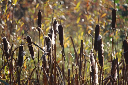 Een rij moerasplanten (Typha latifolia)