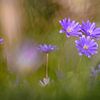 Des anémones dans l'herbe verte. sur Robby's fotografie