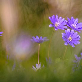 Anemonen in het groene gras. van Robby's fotografie