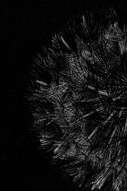 Ein Silberdruck des Löwenzahns von Lizette de Jonge