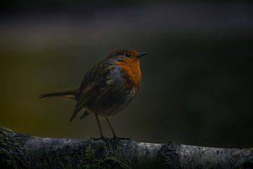 roodborstje in het vroege ochtendgloren van Wouter Van der Zwan