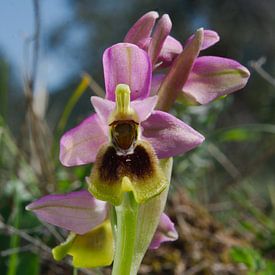 Orchidée ophrys tenthredinifera sur Peter Schoo - Natuur & Landschap