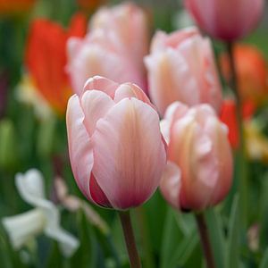 Tulpe (Tulipa)