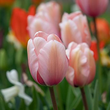 Tulp (Tulipa) van Alexander Ludwig