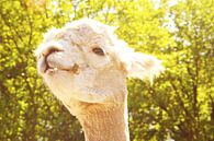 charming alpaca van Louisa Hoenstok thumbnail