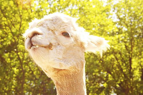 charming alpaca