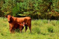 Cow with calf by Gisela Scheffbuch thumbnail