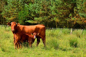 Cow with calf by Gisela Scheffbuch