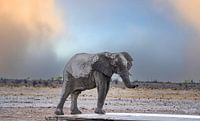 Elephant cooling off at a waterhole in Namibia, Africa by Patrick Groß thumbnail