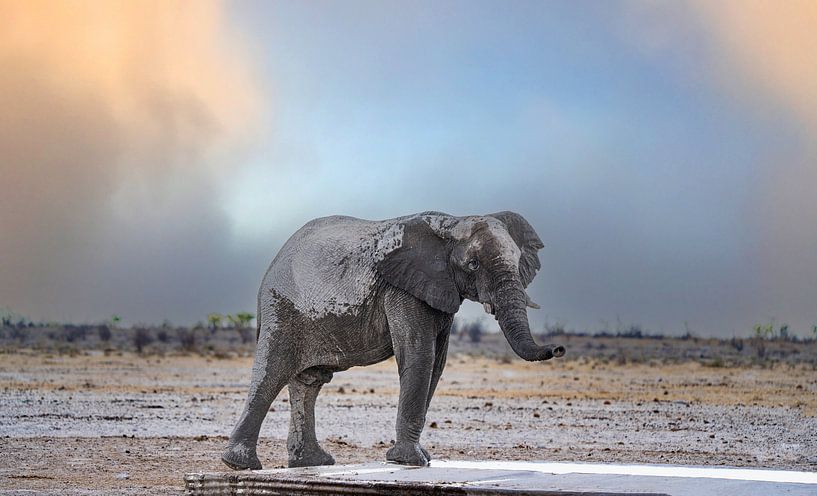 Elephant cooling off at a waterhole in Namibia, Africa by Patrick Groß