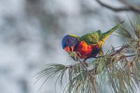 Lori mangeant dans l'arbre I