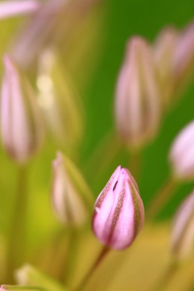 a new flower by Marcel van Rijn