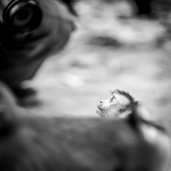 In die Kamera starren von Siedse Jan Photography