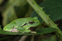 Tree frog