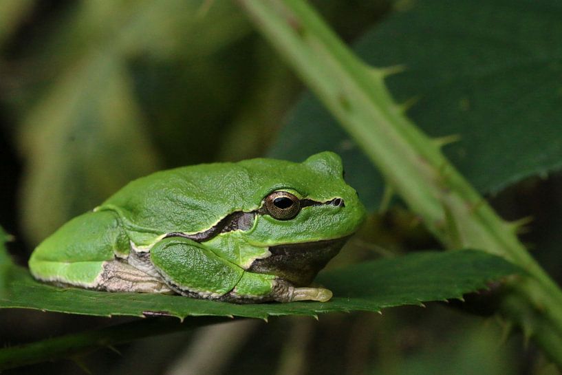 Tree frog by Astrid Ingrid Wevers