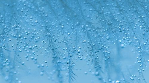 Daunenfeder in feinem Nebel von P Leydekkers - van Impelen