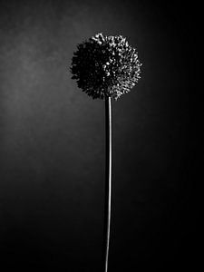 Allium - Zierzwiebel /Look in schwarz und weiß