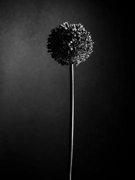 Allium - Zierzwiebel /Look in schwarz und weiß von Mariska Vereijken
